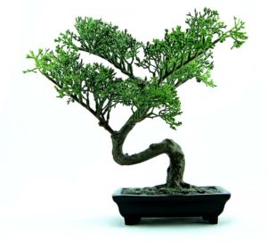 Como cuidar de um bonsai